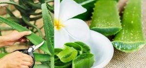 Babosa Para Que Serve? Quais os Benefícios Dessa Planta?