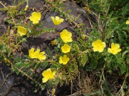 Tribulus Terrestris