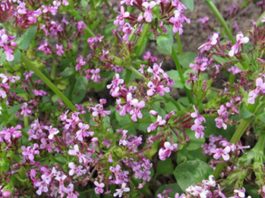 valeriana remedio