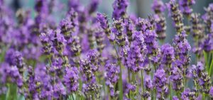 Óleo Essencial de Lavanda Para Que Serve