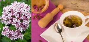Os Benefícios do Chá de Valeriana