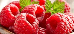 Framboesa: Benefícios e como cultivar em casa