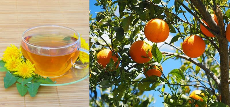 Para que serve o chá de folha de laranja Folha De Laranja Veja Os Beneficios Dessa Planta Para A Saude Brasil Educa