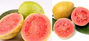 Goiaba Vermelha: Calorias, Benefícios, Receitas!