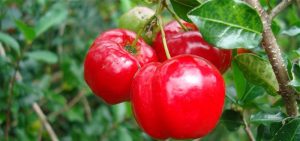 Acerola: Benefícios, Vitaminas, Nutrientes e Propriedades.