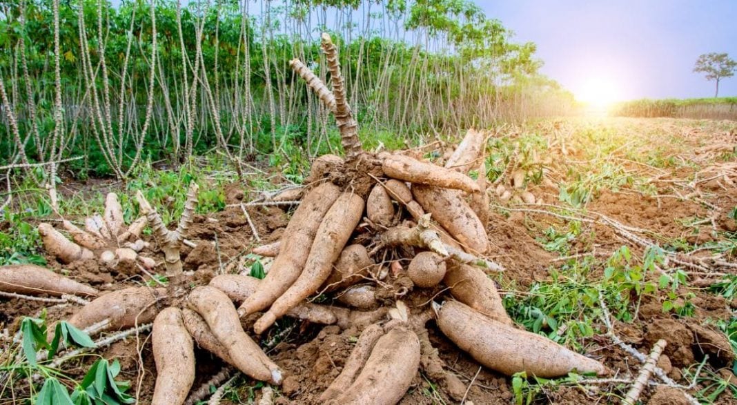 Mandioca: quais são os benefícios e nutrientes - Brasil Educa