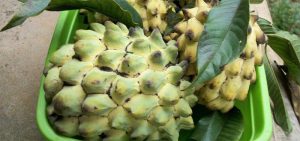 Biribá Fruta: Origem, Benefícios, Receita e Dicas.