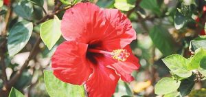 Chá de hibisco para que serve: faz mal? Descubra agora!