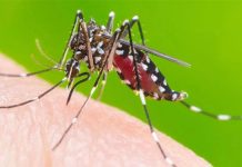 Sintomas da Dengue