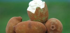 Cupuaçu: tire suas dúvidas sobre a fruta!
